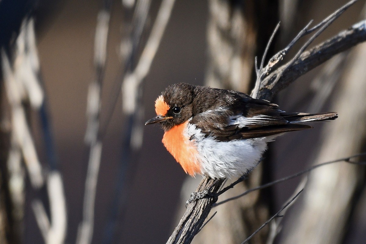 Red-capped Robin - ML260249521