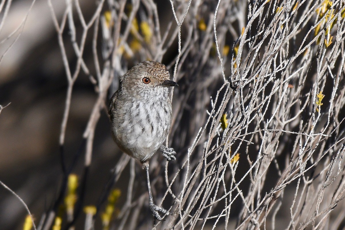 Inland Thornbill - ML260249601