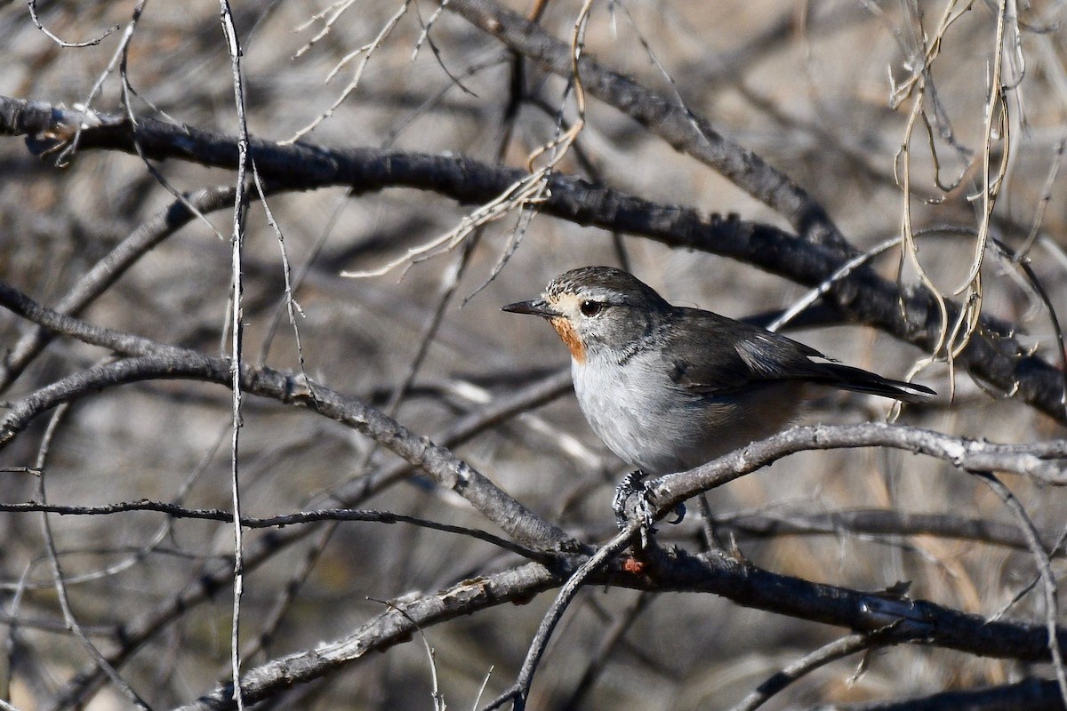 Redthroat - ML260249661