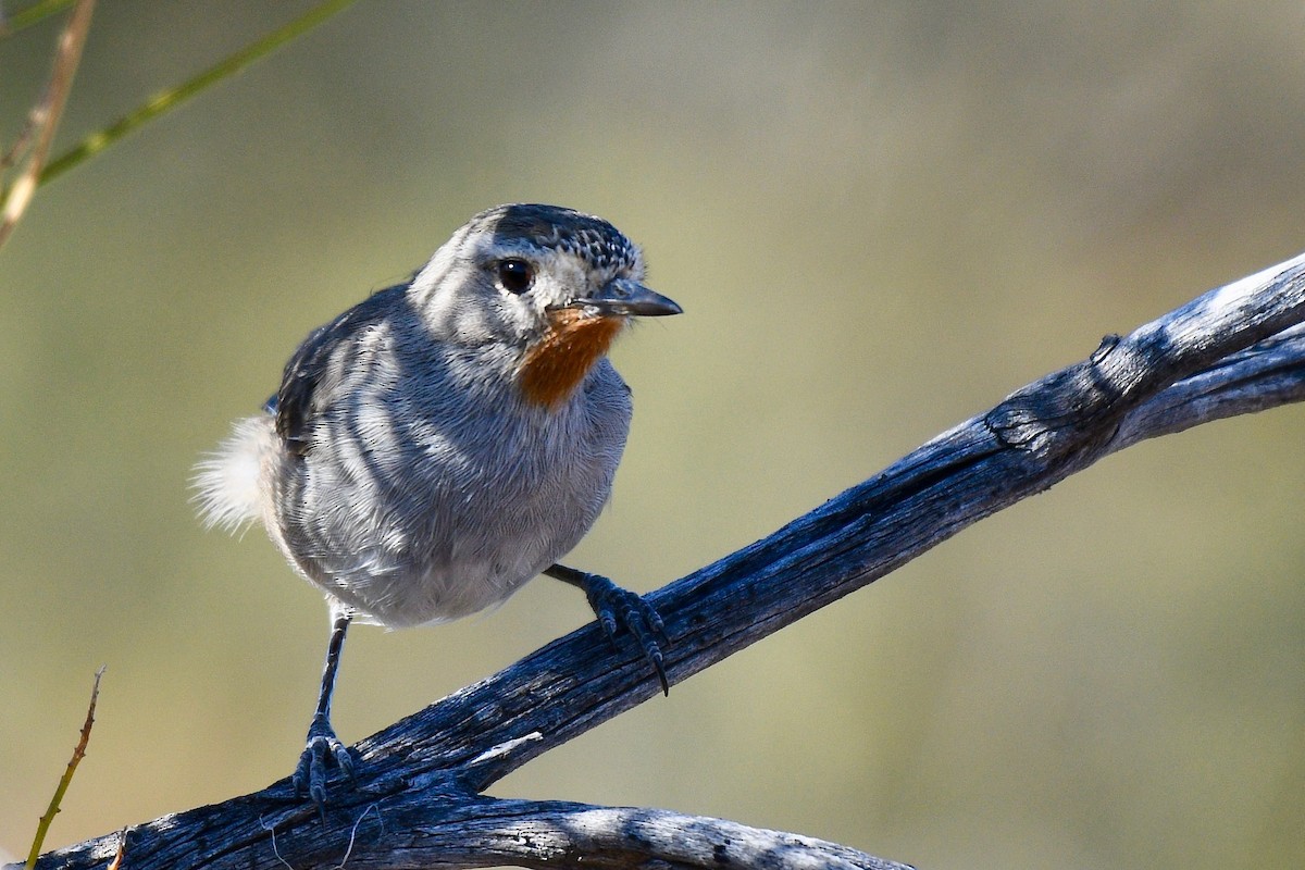 Redthroat - ML260249691