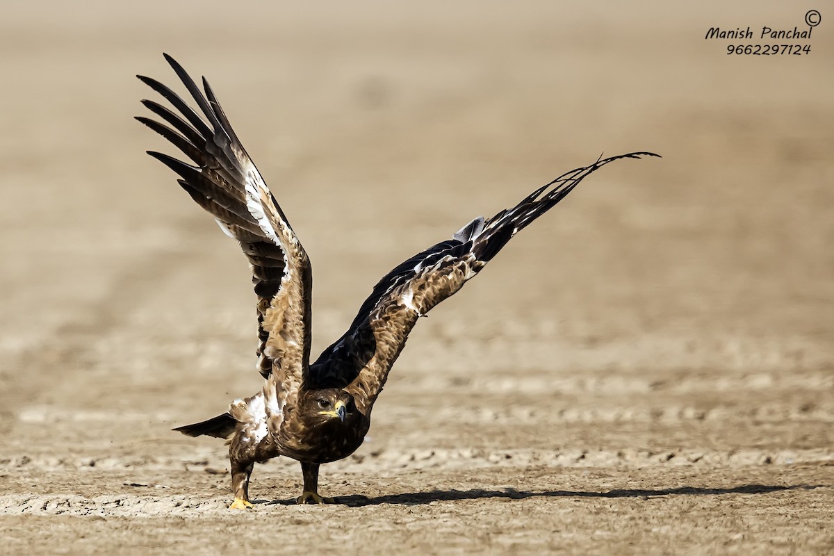 Steppe Eagle - ML260250341