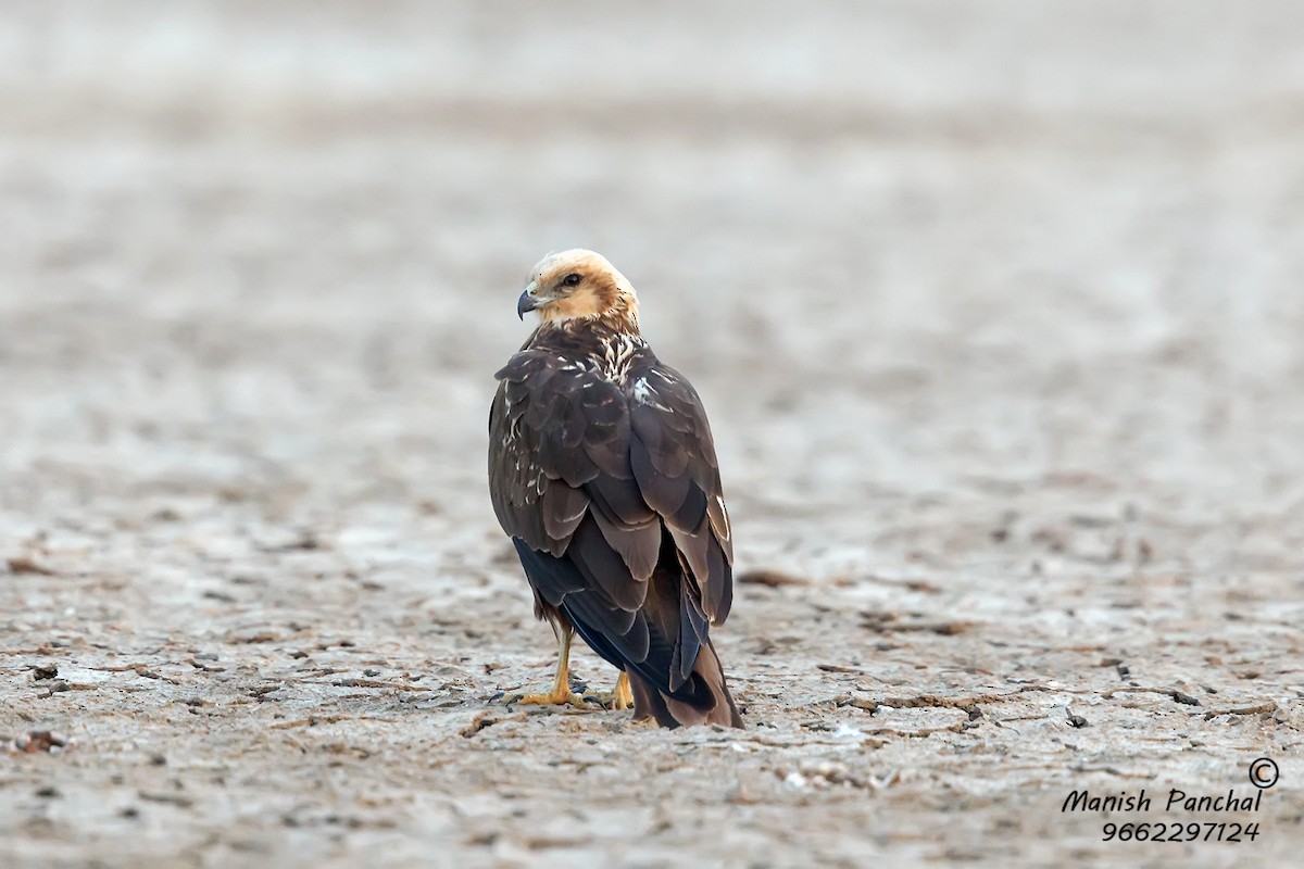 Western Marsh Harrier - Manish Panchal