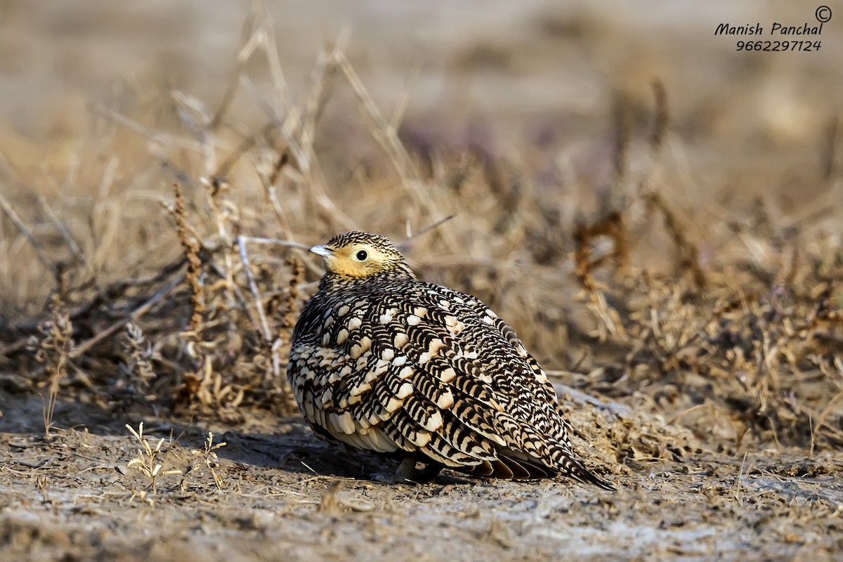 Chestnut-bellied Sandgrouse - ML260250371