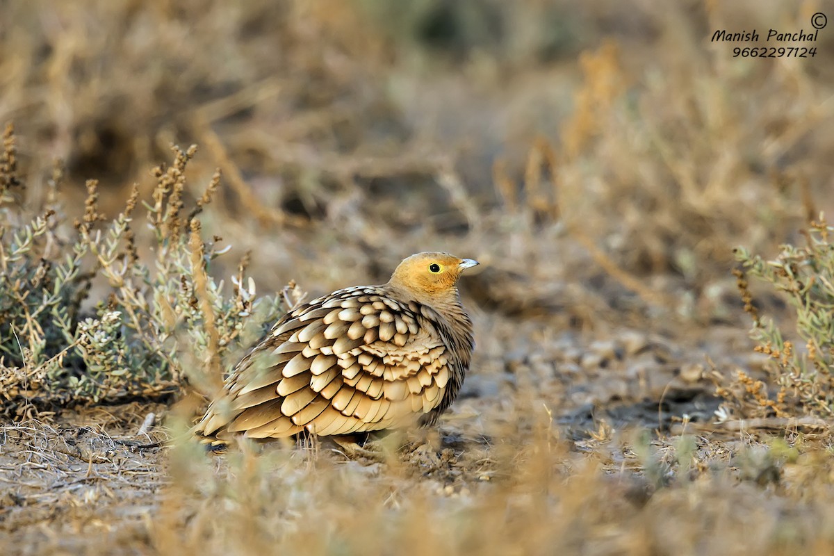 Chestnut-bellied Sandgrouse - ML260250381