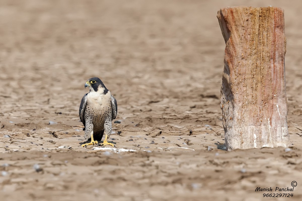 Peregrine Falcon - Manish Panchal