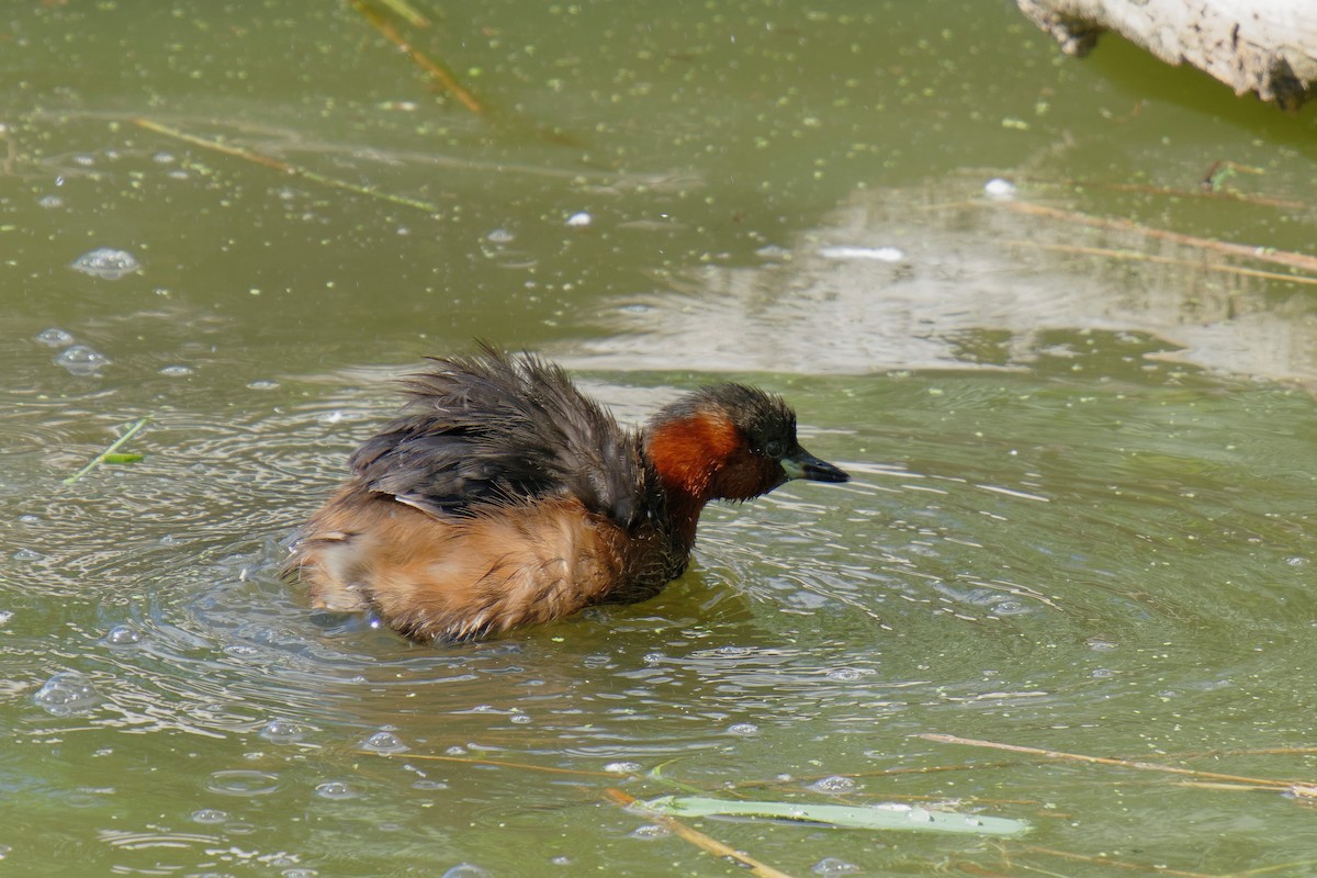 Little Grebe - Holger Teichmann