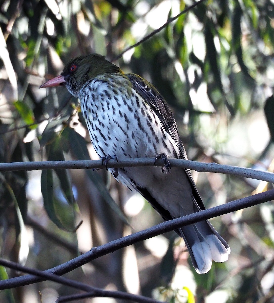 Olive-backed Oriole - ML260255131