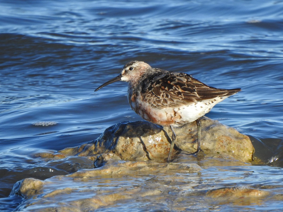 Curlew Sandpiper - ML260255811