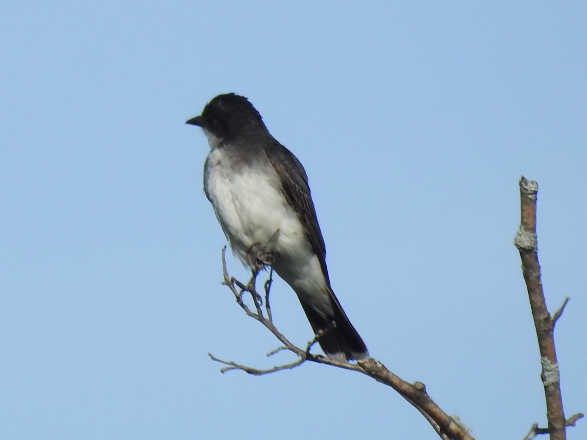 Eastern Kingbird - Jeanne Tucker