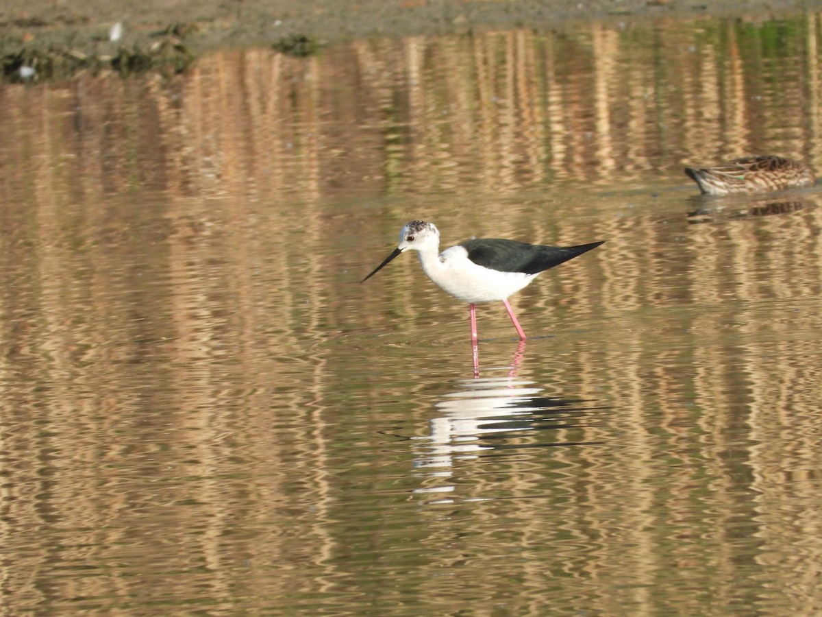 Black-winged Stilt - ML260257521