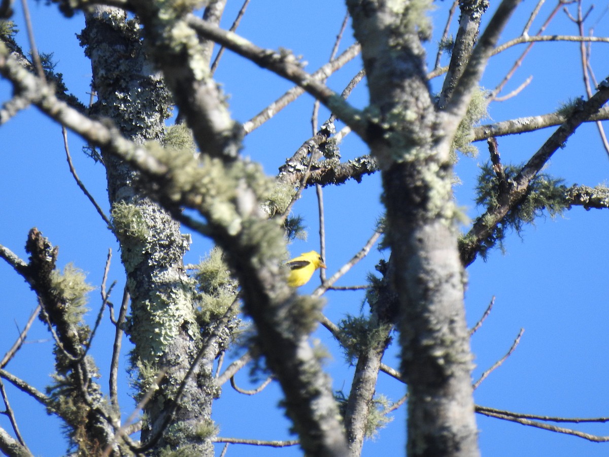 American Goldfinch - ML260257721
