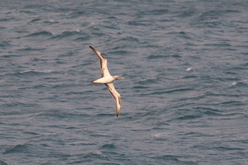 Australasian Gannet - ML260258051