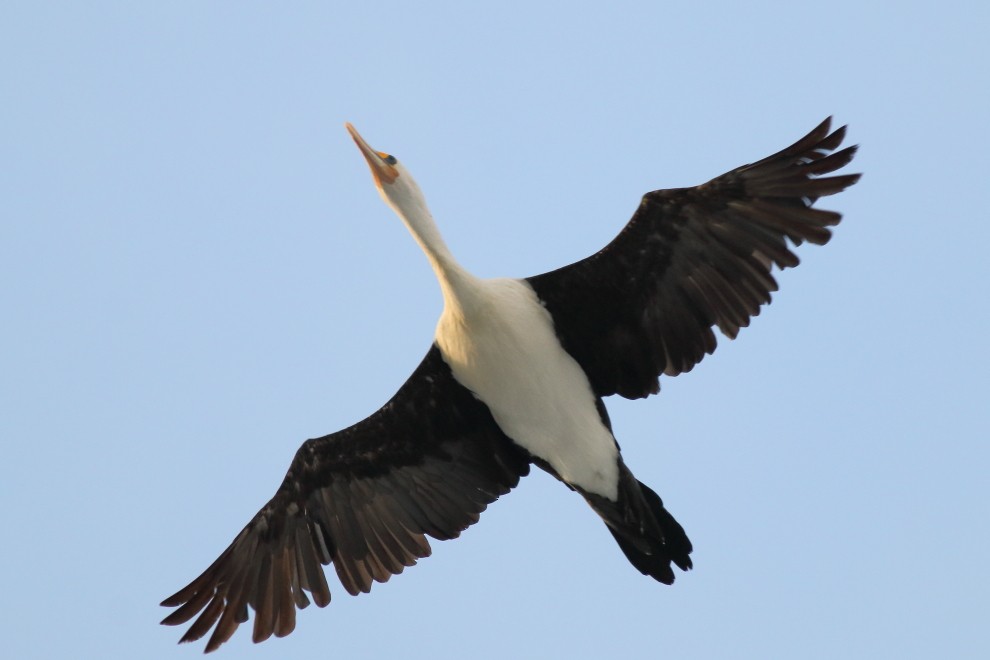 Pied Cormorant - ML260258141