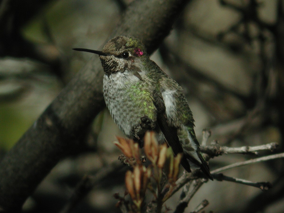 Anna's Hummingbird - Daniel Casey