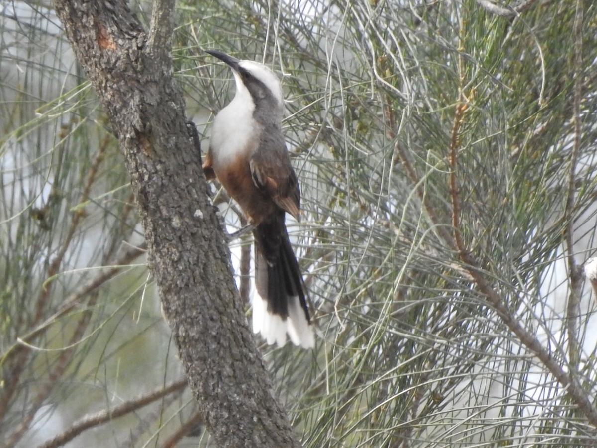 Gray-crowned Babbler - ML260259201