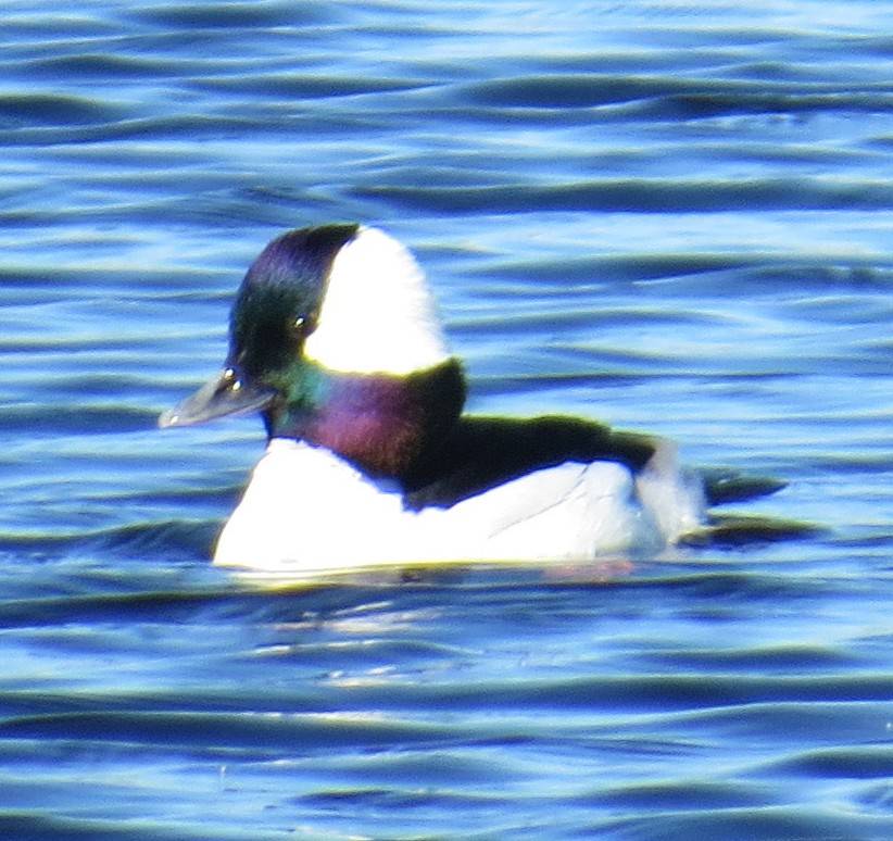 Bufflehead - David Muth