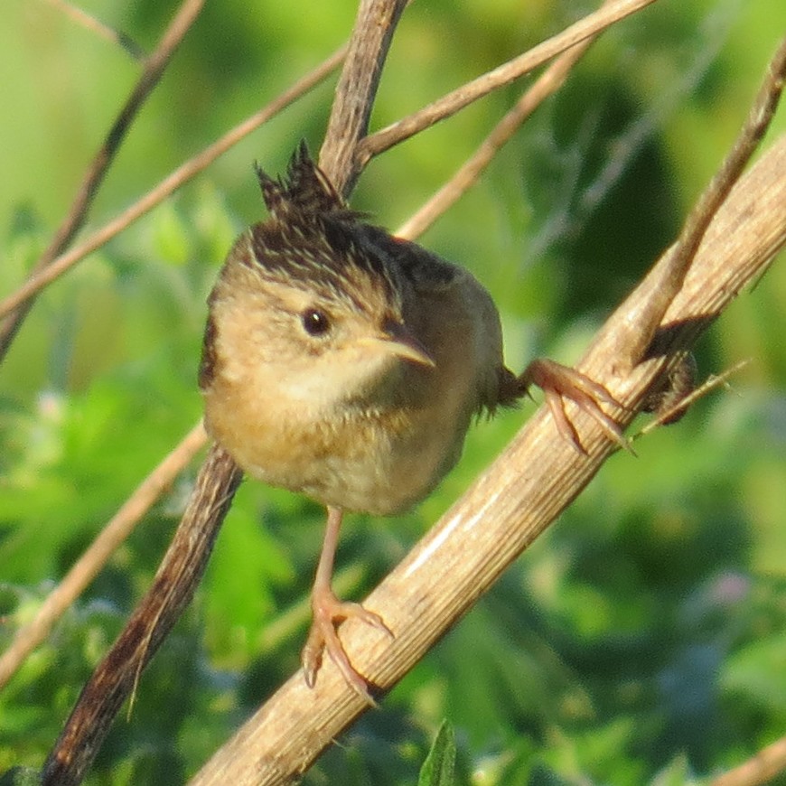 Sedge Wren - David Muth