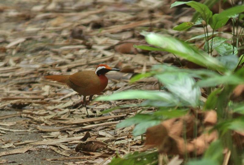 Malaysian Rail-babbler - ML260266631