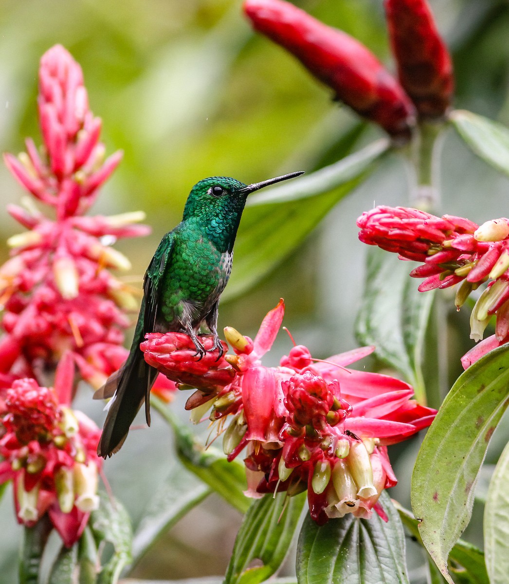 Rufous-vented Whitetip - ML260267451