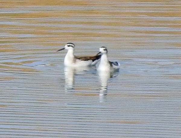 Red-necked Phalarope - ML260268771