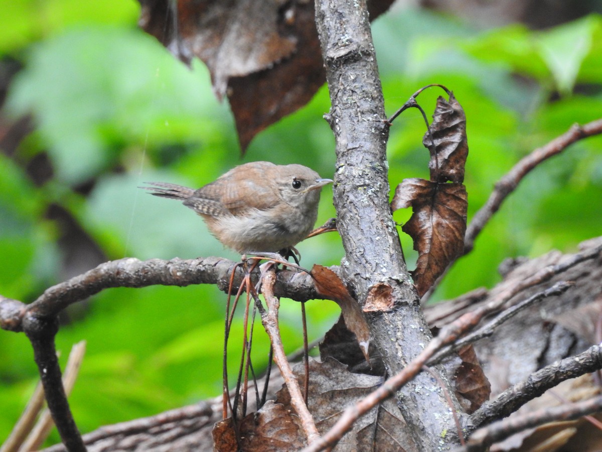 Northern House Wren - ML260269981