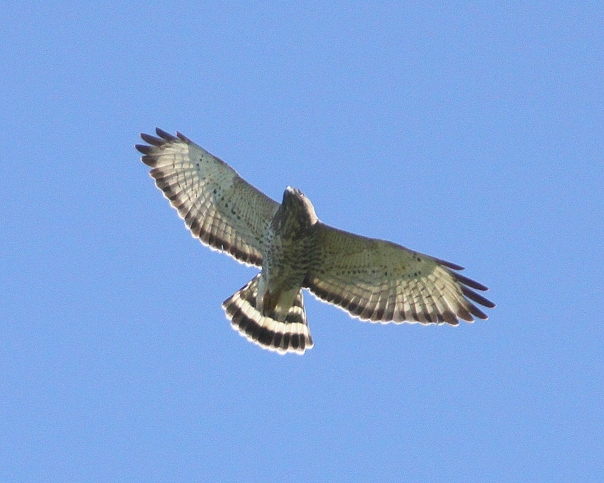 Broad-winged Hawk - ML26027221