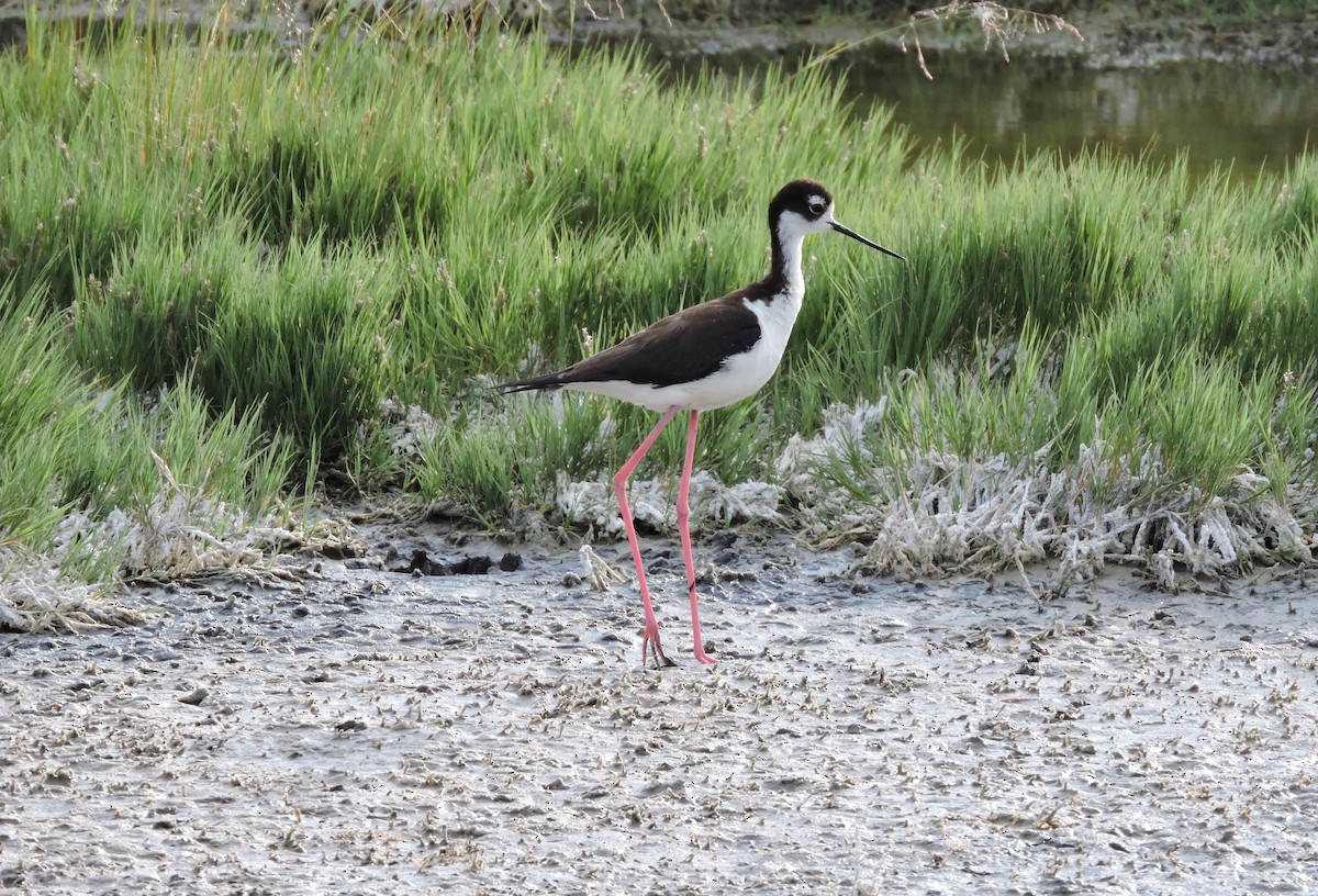 Black-necked Stilt - ML26027681