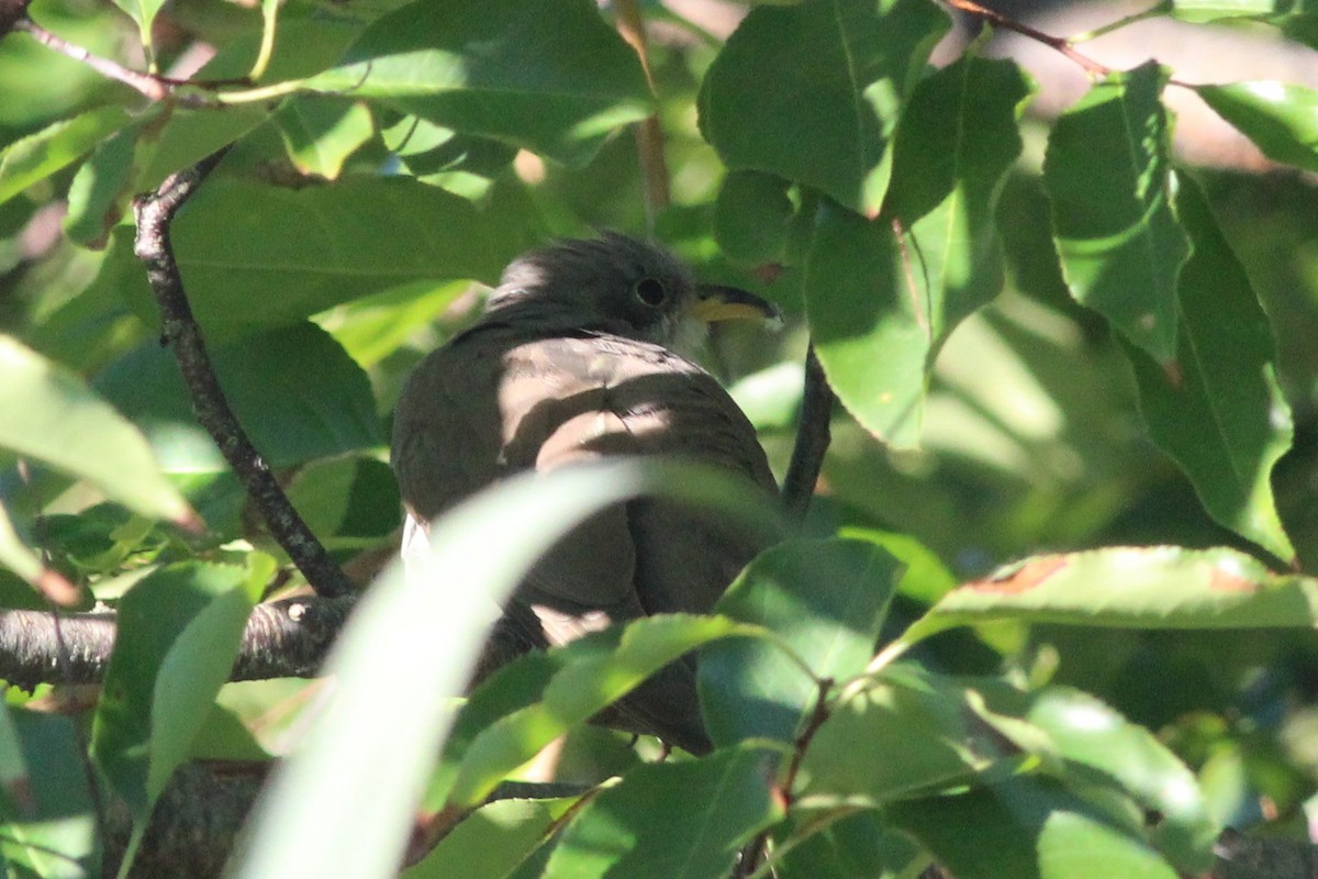 Yellow-billed Cuckoo - ML260276941