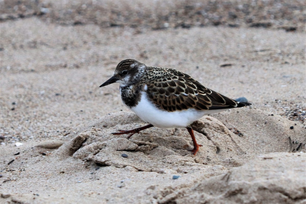 Ruddy Turnstone - ML260277191