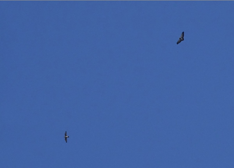 Black-chested Buzzard-Eagle - Rafael Rosende