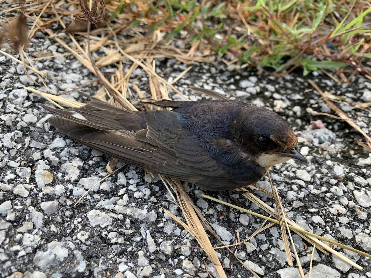 Barn Swallow - ML260281141