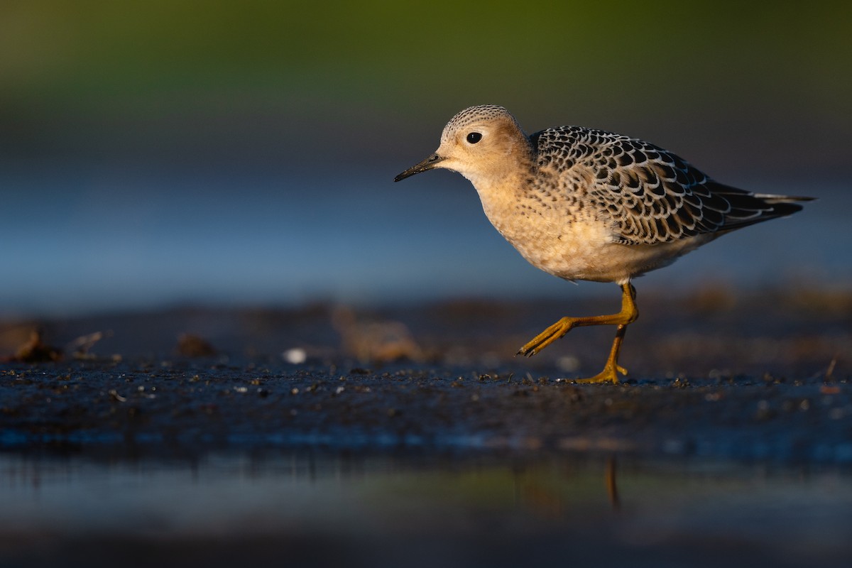 Buff-breasted Sandpiper - Kyle Tansley