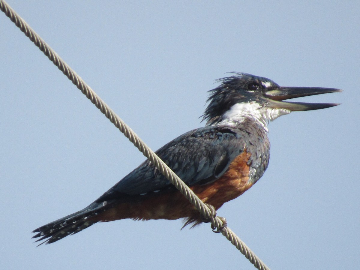 Ringed Kingfisher - ML260285751