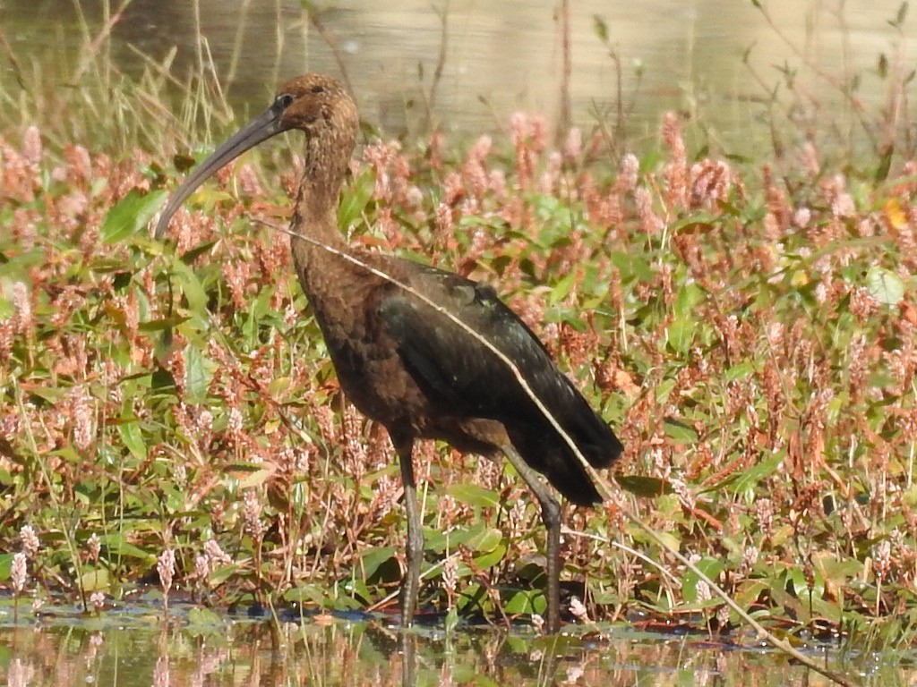 Glossy Ibis - ML260285801