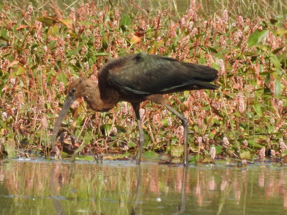 Glossy Ibis - Chemi Ibáñez de la Fuente