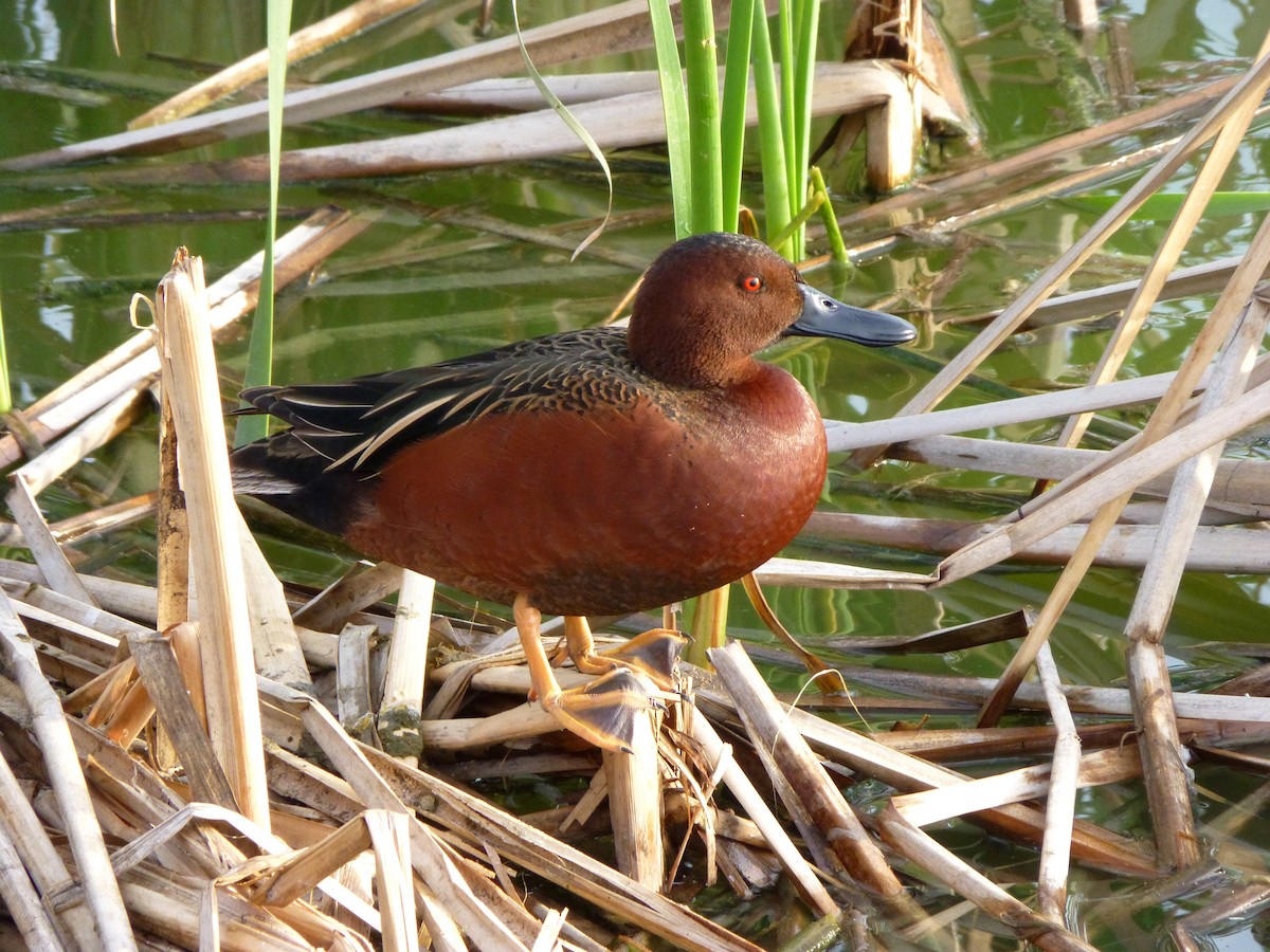 Cinnamon Teal - ML26028631