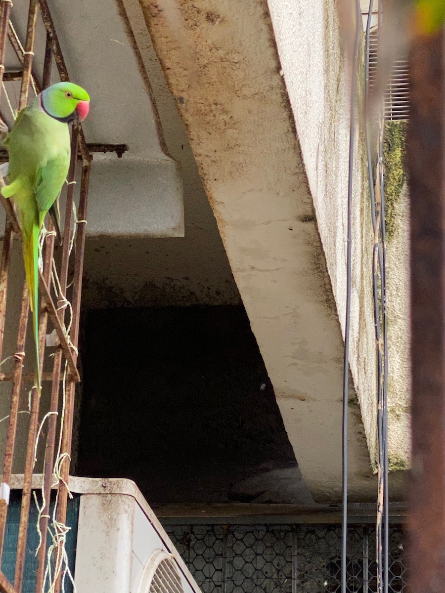 alexandr malý - ML260286931