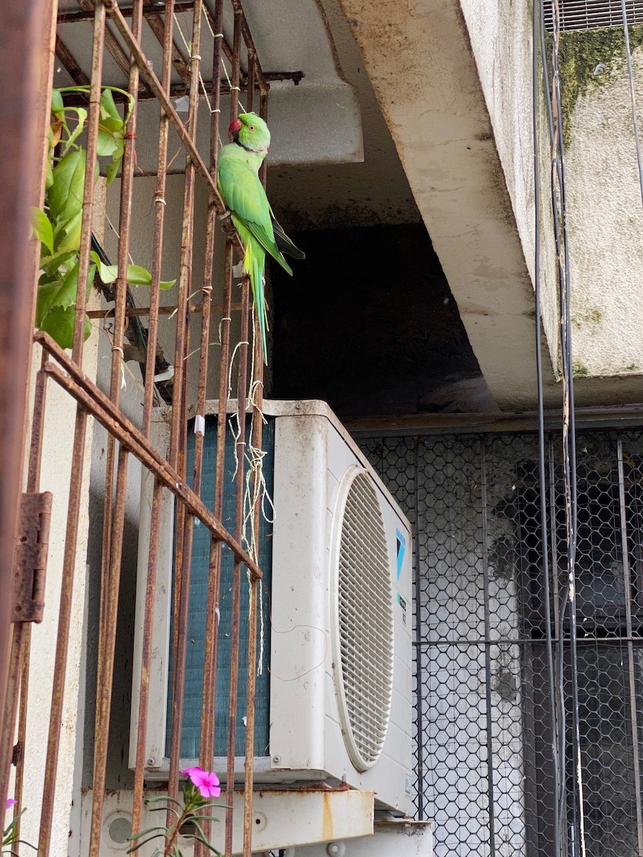 alexandr malý - ML260286941