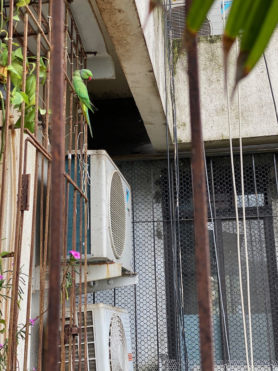 alexandr malý - ML260287001