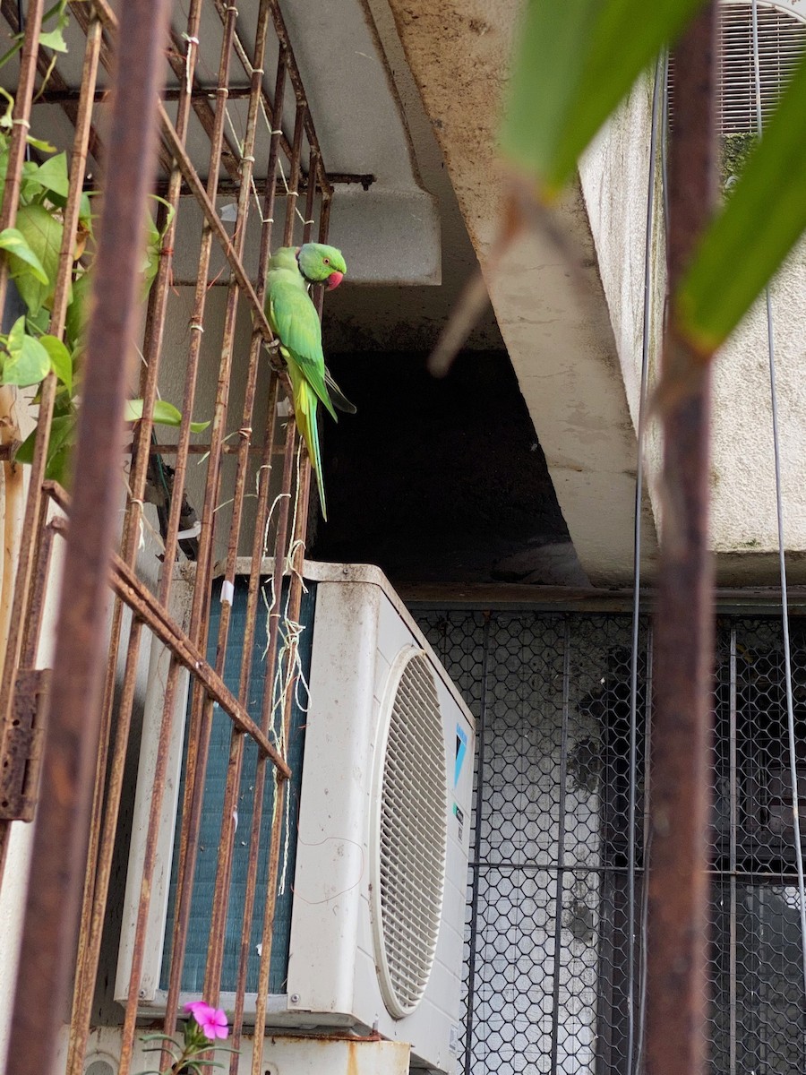 alexandr malý - ML260287011