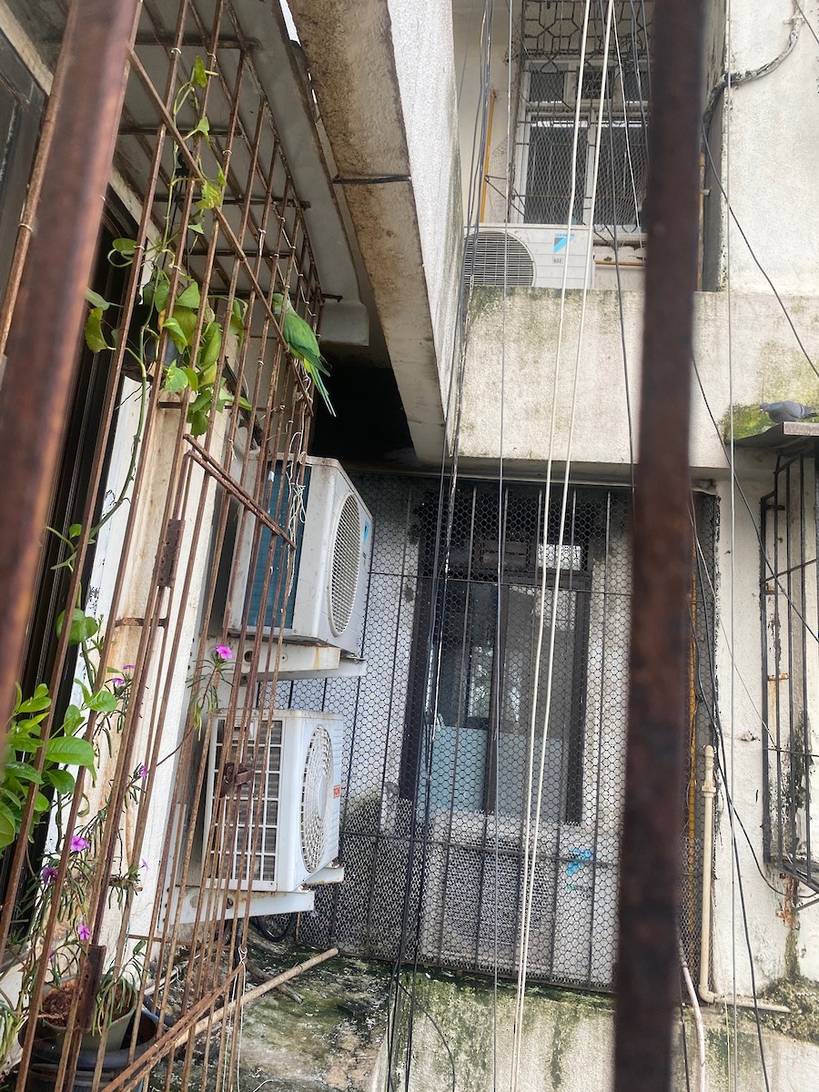 alexandr malý - ML260287021