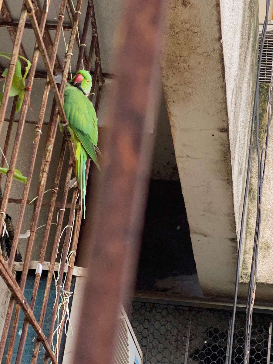 alexandr malý - ML260287071