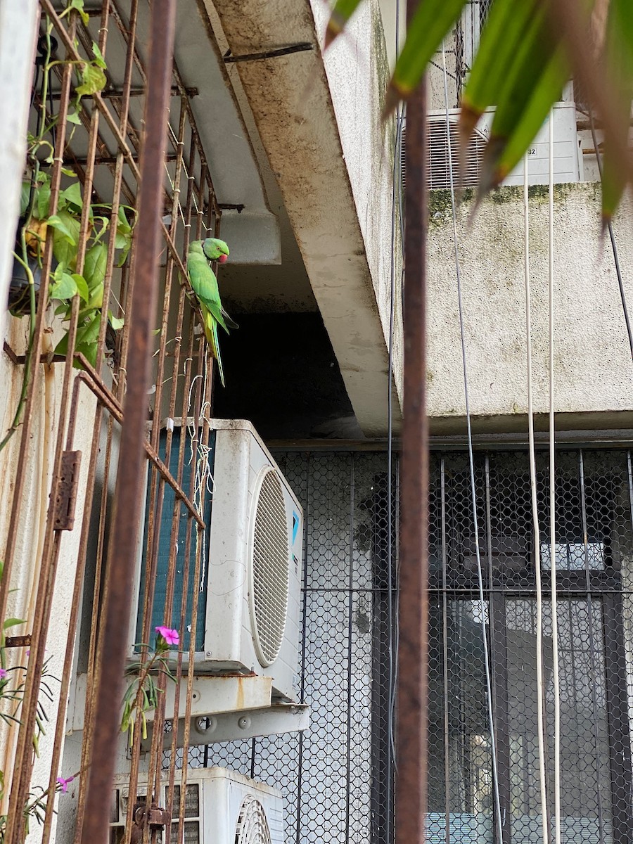 alexandr malý - ML260287081