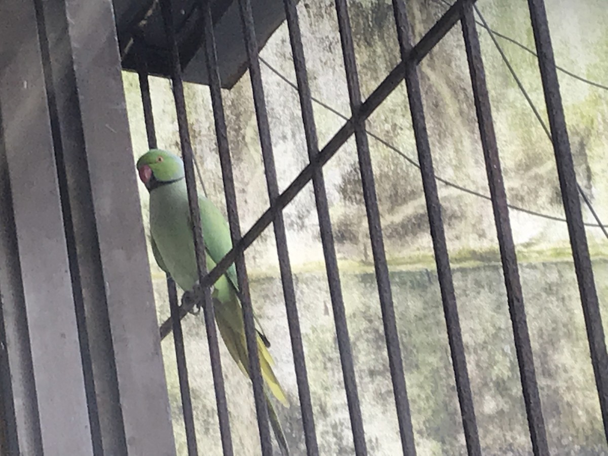 alexandr malý - ML260287111