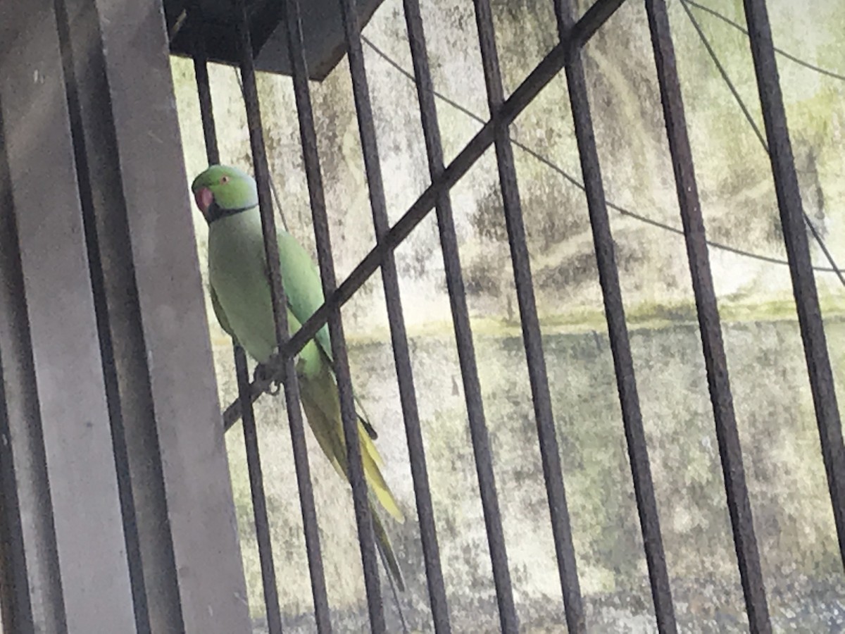 alexandr malý - ML260287141