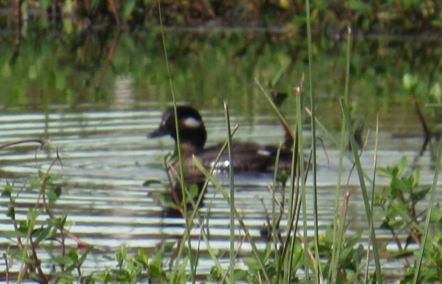 Bufflehead - ML26028731