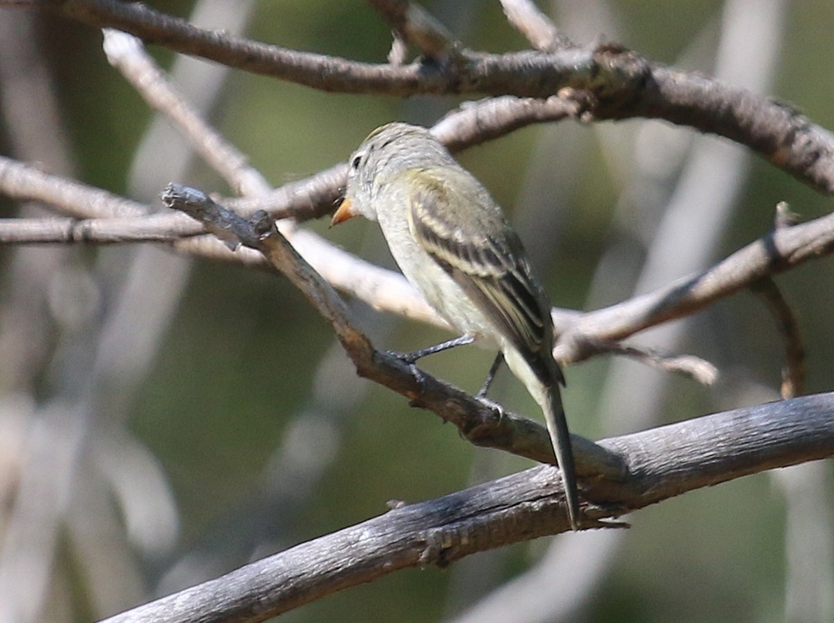 Gray Flycatcher - ML260288681