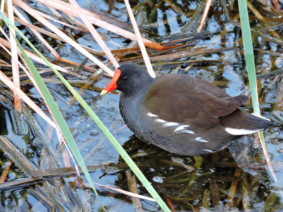 Gallinule d'Amérique - ML26028911