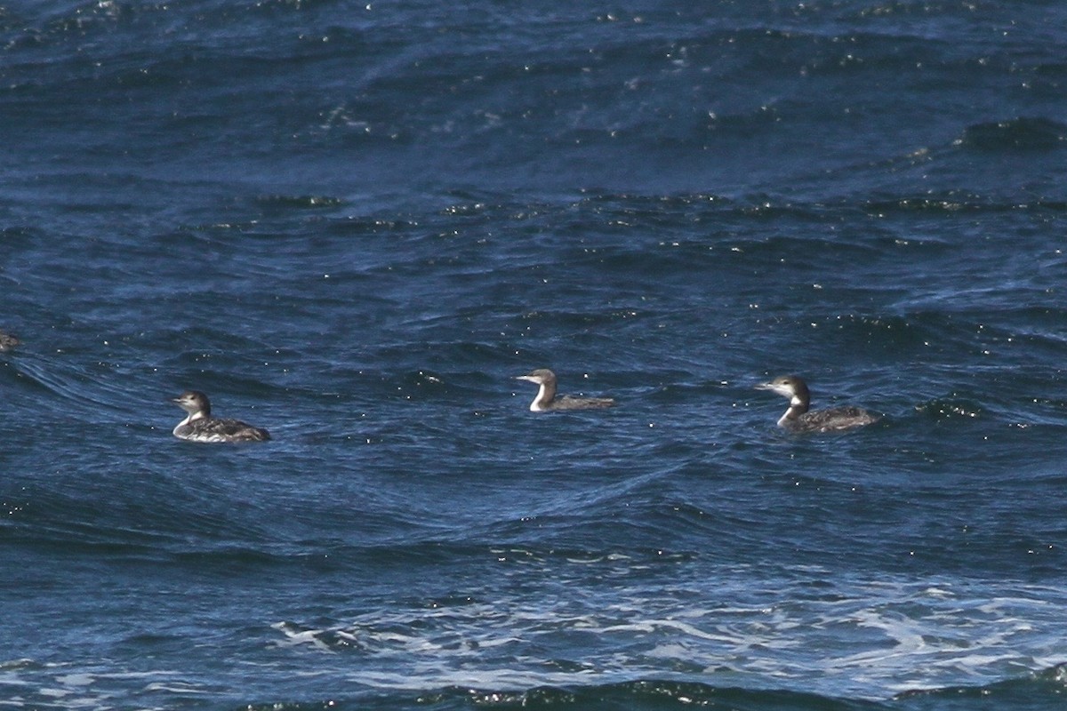 Pacific Loon - Evan Lipton