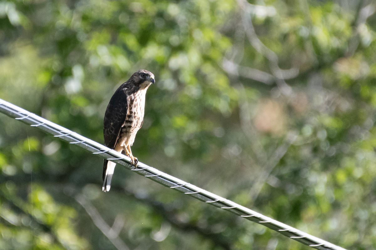 Broad-winged Hawk - ML260290441